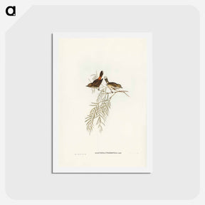 アートポストカード-Red-rumped Acanthiza
 - ジョン グールド Postcard.