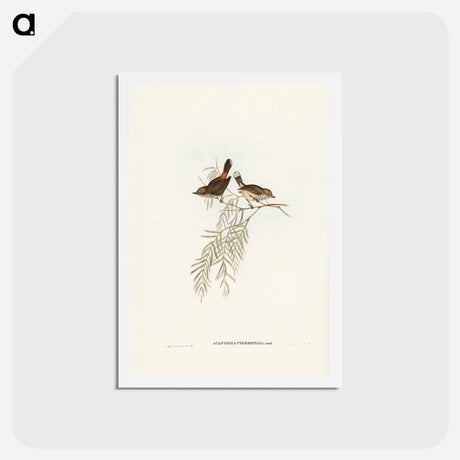 アートポストカード-Red-rumped Acanthiza
 - ジョン グールド Postcard.
