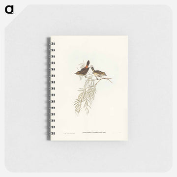 Red-rumped Acanthiza
 - ジョン グールド Memo.