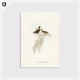 アートポストカード-Red-rumped Acanthiza
 - ジョン グールド Postcard.