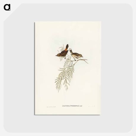 アートポストカード-Red-rumped Acanthiza
 - ジョン グールド Postcard.