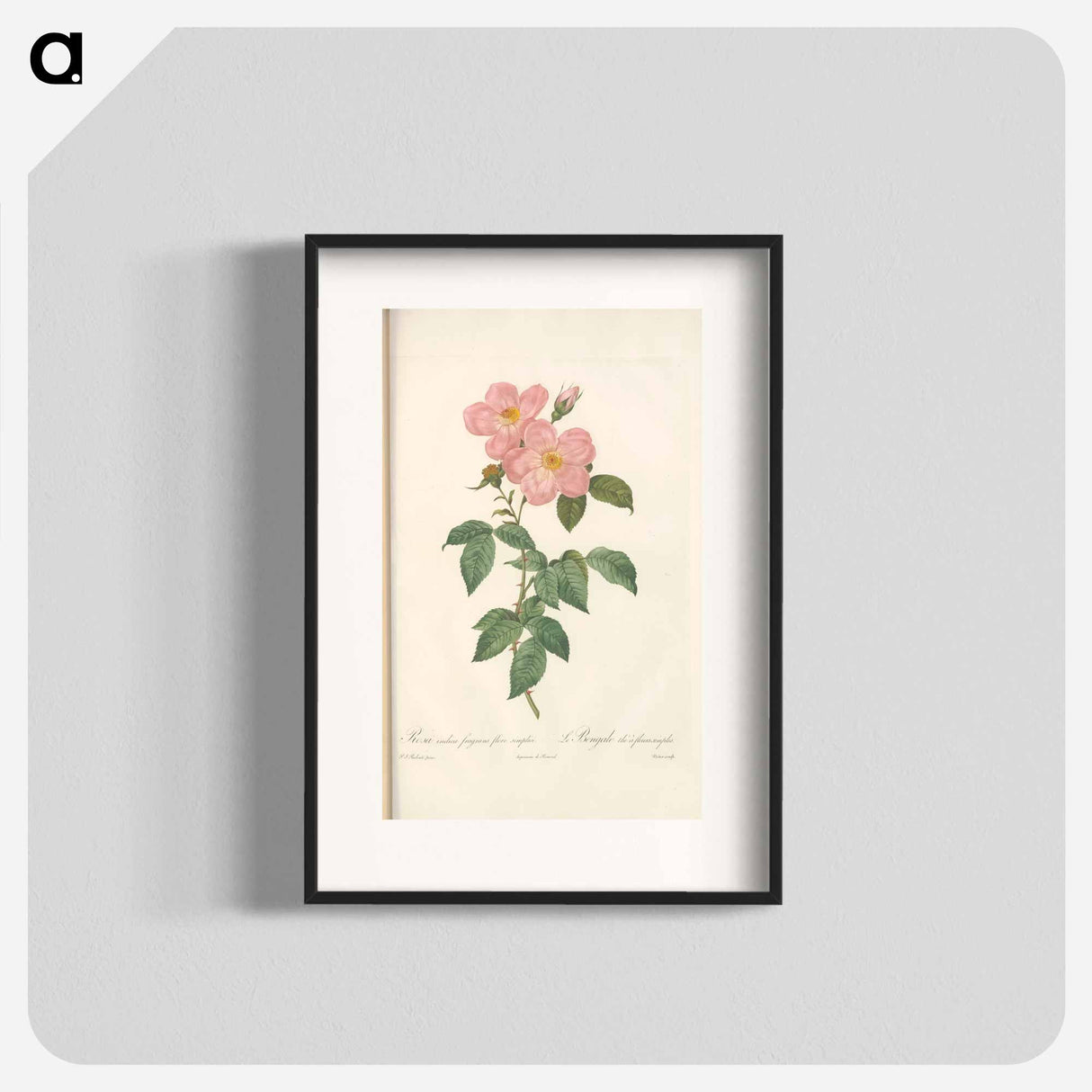 Rose illustration - Pierre Joseph Redouté Poster.