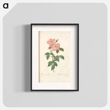 Rose illustration - Pierre Joseph Redouté Poster.