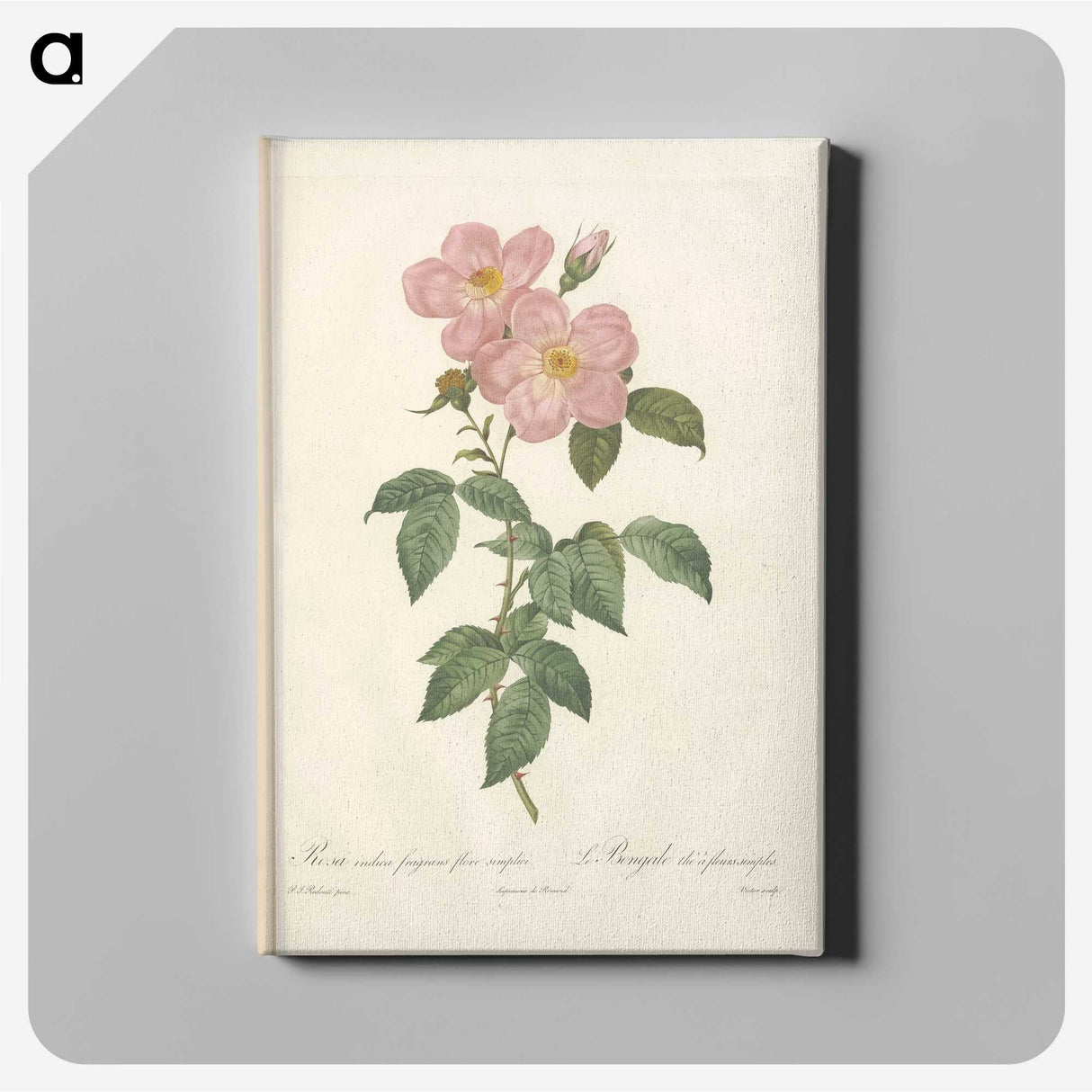 6-86_Pierre-Joseph-Redoute_canvas
