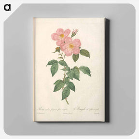 アートパネル-Rose illustration - ピエール ジョゼフ ルドゥーテ Canvas.