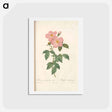 アートポストカード-Rose illustration - ピエール ジョゼフ ルドゥーテ Postcard.