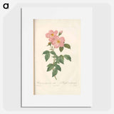 Rose illustration - Pierre Joseph Redouté Poster.