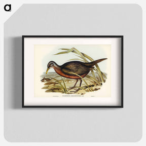 アートポスター-Chestnut-bellied Rail
 - オーストラリアの鳥 Poster.