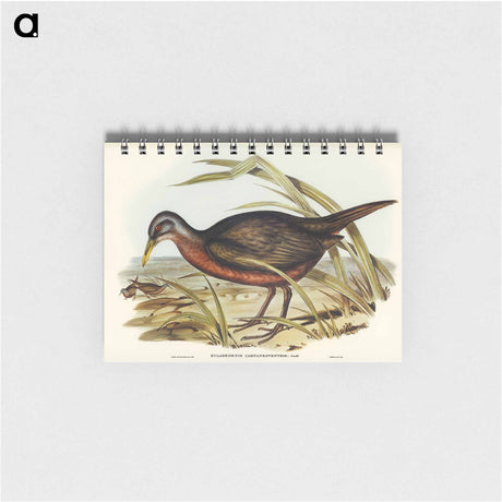 アートメモ帳-Chestnut-bellied Rail
 - オーストラリアの鳥 Memo.