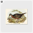 アートポストカード-Chestnut-bellied Rail
 - オーストラリアの鳥 Postcard.