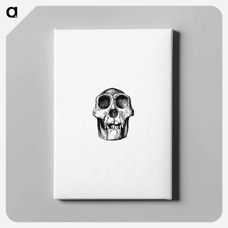 アートパネル-Skull from Voyages and Adventures in Equatorial Africa
 - 大英図書館 Canvas.