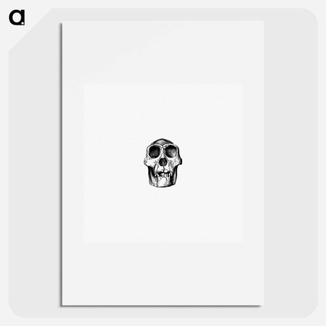 アートポスター-Skull from Voyages and Adventures in Equatorial Africa
 - 大英図書館 Poster.