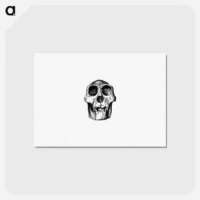 アートポストカード-Skull from Voyages and Adventures in Equatorial Africa
 - 大英図書館 Postcard.