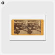 アートポストカード-Views in Woodward's Gardens
 - エドワード マイブリッジ Postcard.