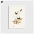 アートポストカード-Cautious Wren
 - ジョン グールド Postcard.