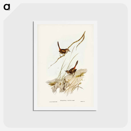 アートポストカード-Cautious Wren
 - ジョン グールド Postcard.