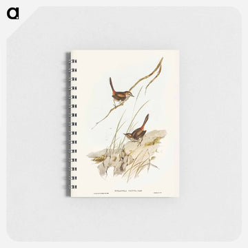 Cautious Wren
 - ジョン グールド Memo.