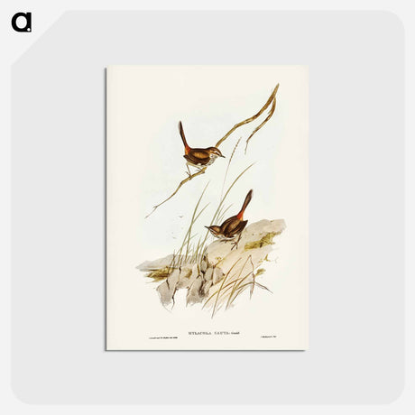アートポストカード-Cautious Wren
 - ジョン グールド Postcard.