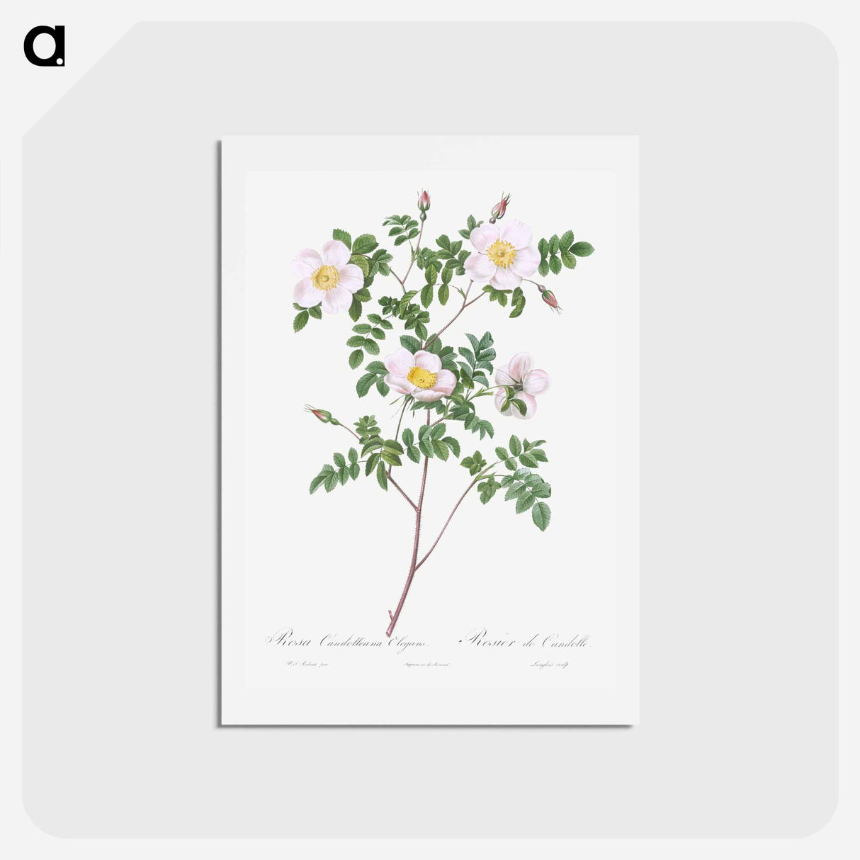 アートポストカード-De Candolle's white rose - ピエール ジョゼフ ルドゥーテ Postcard.