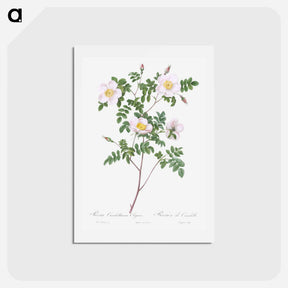 アートポストカード-De Candolle's white rose - ピエール ジョゼフ ルドゥーテ Postcard.