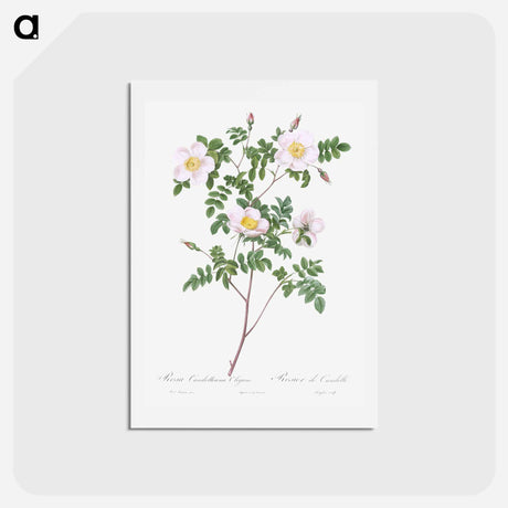 アートポストカード-De Candolle's white rose - ピエール ジョゼフ ルドゥーテ Postcard.