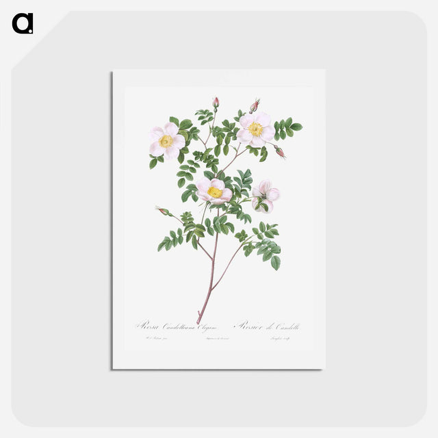アートポストカード-De Candolle's white rose - ピエール ジョゼフ ルドゥーテ Postcard.