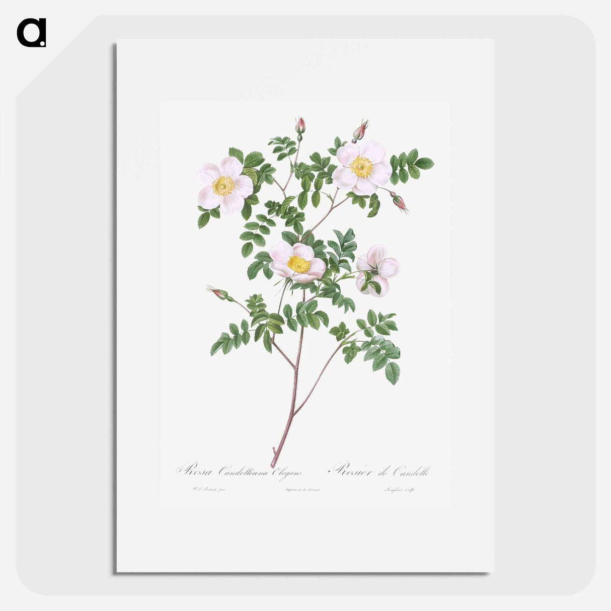 De Candolle's white rose - Pierre Joseph Redouté Poster.