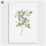 De Candolle's white rose - Pierre Joseph Redouté Poster.