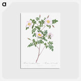 アートポストカード-De Candolle's white rose - ピエール ジョゼフ ルドゥーテ Postcard.