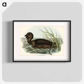 アートポスター-Musk Duck
 - オーストラリアの鳥 Poster.