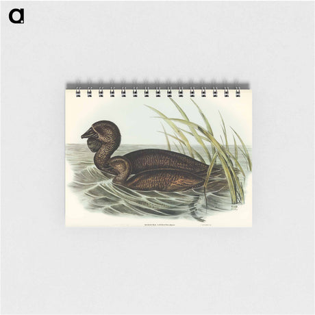 アートメモ帳-Musk Duck
 - オーストラリアの鳥 Memo.