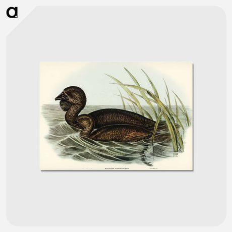 アートポストカード-Musk Duck
 - オーストラリアの鳥 Postcard.