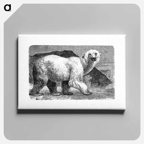アートパネル-White Bear from Amerika
 - 大英図書館 Canvas.
