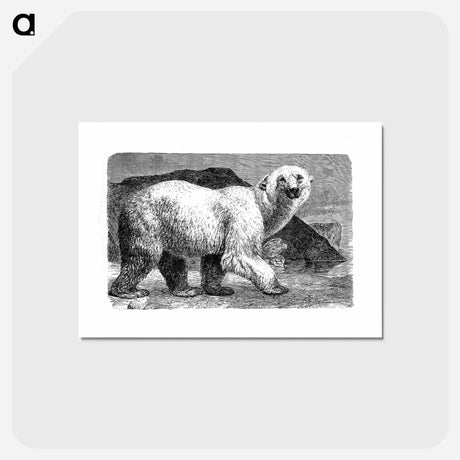アートポストカード-White Bear from Amerika
 - 大英図書館 Postcard.