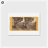 アートポストカード-Piedmont Springs
 - エドワード マイブリッジ Postcard.