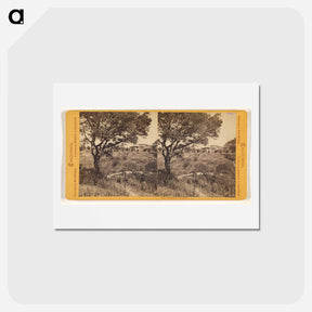 アートポストカード-Piedmont Springs
 - エドワード マイブリッジ Postcard.