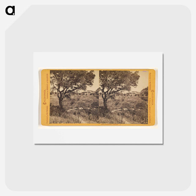 アートポストカード-Piedmont Springs
 - エドワード マイブリッジ Postcard.