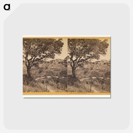 アートポストカード-Piedmont Springs
 - エドワード マイブリッジ Postcard.