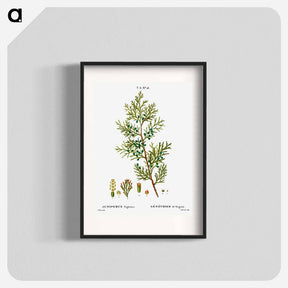 アートポスター-Virginian juniper - ピエール ジョゼフ ルドゥーテ Poster.