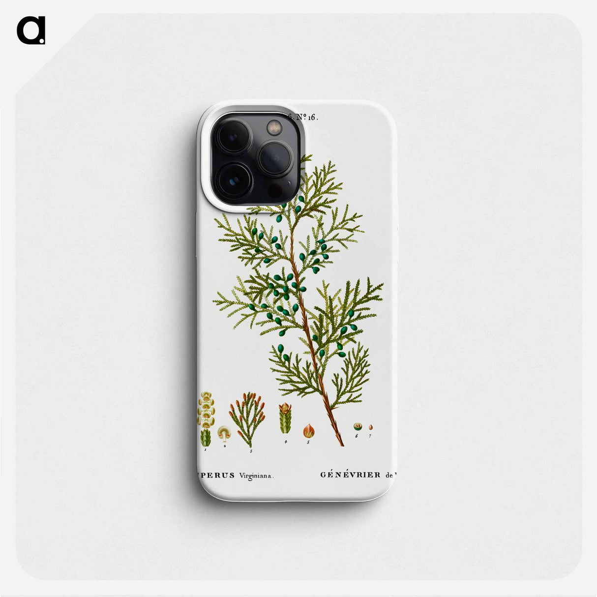 Virginian juniper - ピエール ジョゼフ ルドゥーテ Phone Case.