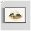 アートポスター-Pectoral Quail
 - オーストラリアの鳥 Poster.