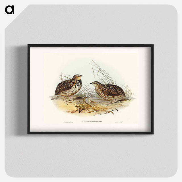 アートポスター-Pectoral Quail
 - オーストラリアの鳥 Poster.