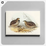 Pectoral Quail
 - オーストラリアの鳥 Canvas.