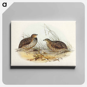 アートパネル-Pectoral Quail
 - オーストラリアの鳥 Canvas.