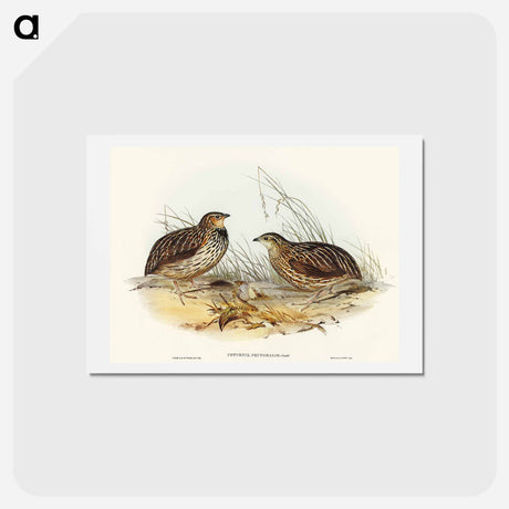 アートポストカード-Pectoral Quail
 - オーストラリアの鳥 Postcard.
