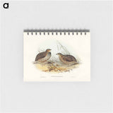 アートメモ帳-Pectoral Quail
 - オーストラリアの鳥 Memo.