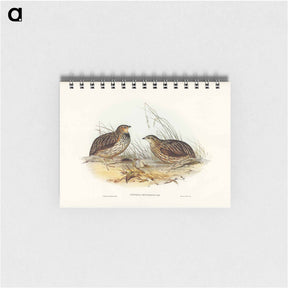 アートメモ帳-Pectoral Quail
 - オーストラリアの鳥 Memo.
