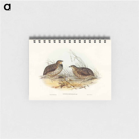 アートメモ帳-Pectoral Quail
 - オーストラリアの鳥 Memo.