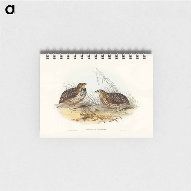 アートメモ帳-Pectoral Quail
 - オーストラリアの鳥 Memo.