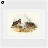 アートポスター-Pectoral Quail
 - オーストラリアの鳥 Poster.